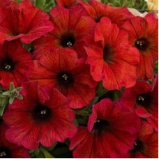 Петхоа БЬЮТИКАЛ БОРДЕКС (Beautical Bordeaux)